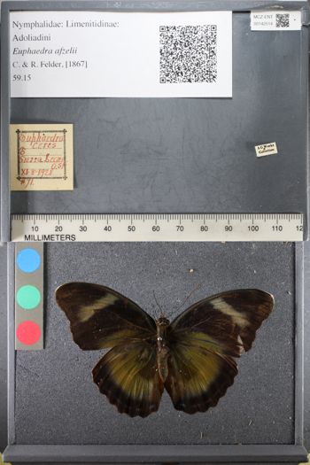 Media type: image;   Entomology 142514